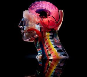 Image Stratasys Digital Anatomy